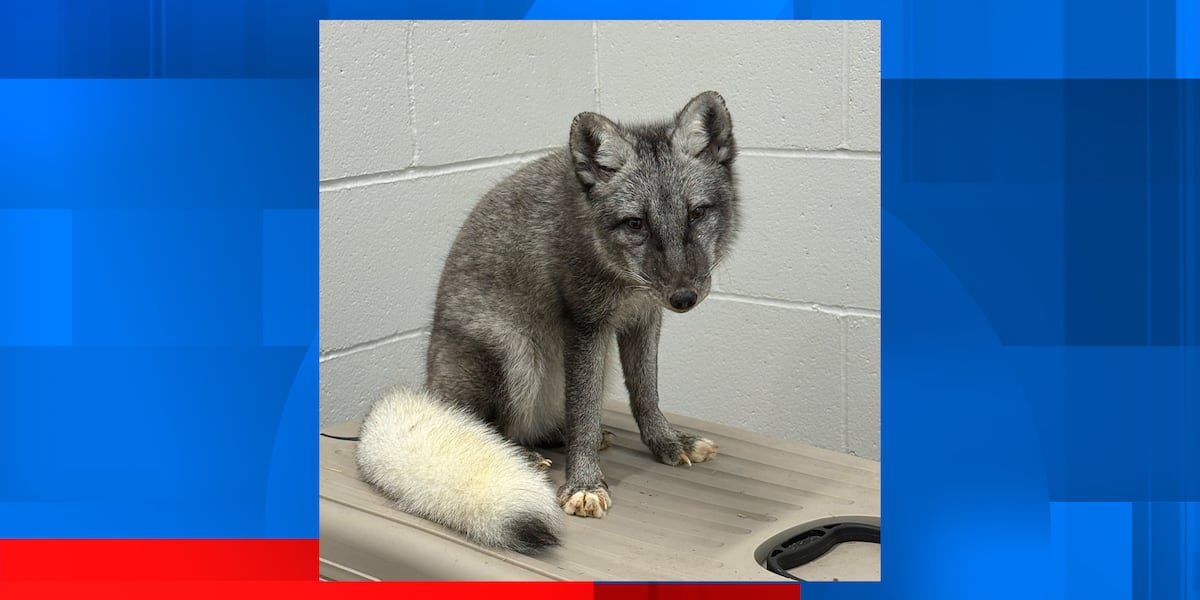 Arctic fox confiscated from Omaha home, organization says