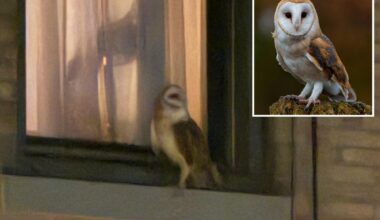 American Barn Owl spotted in Upper West Side near Central Park