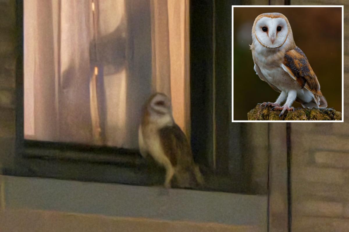 American Barn Owl spotted in Upper West Side near Central Park