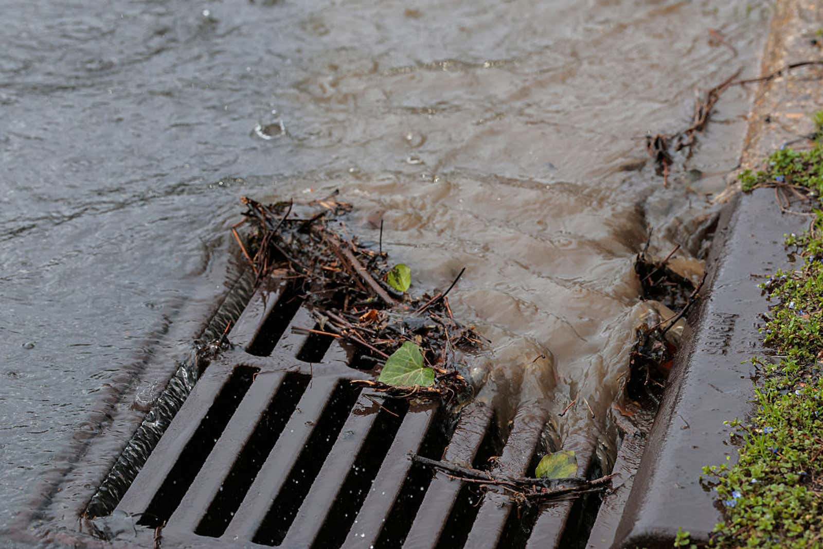 Rainwater flooding over a storm drain grate covered with leaves and debris beside a curb