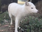 Arctic fox Luna, seen here shortly after she arrived at a Wisconsin zoo in November 2024.