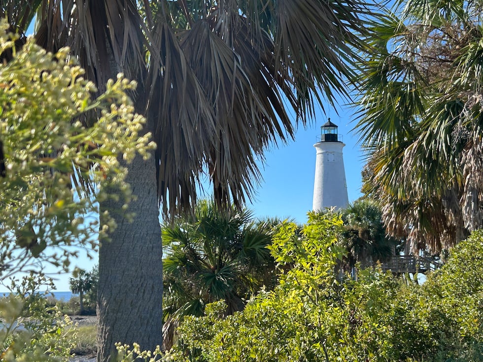 Monarchs are covering saltbush and goldenrod in the shadow of the St. Marks Lighthouse.