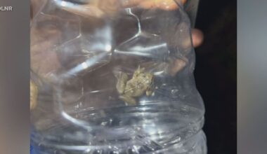 Nearly 4,000 invasive coqui frogs hand-captured on Oahu as volunteers ramp up fight