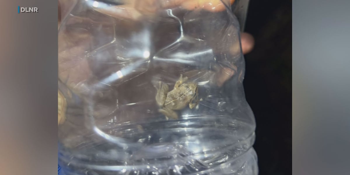 Nearly 4,000 invasive coqui frogs hand-captured on Oahu as volunteers ramp up fight