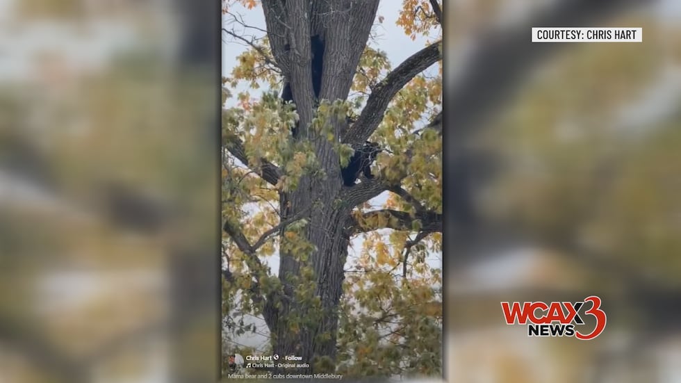 Bears in a tree at the intersection of Main Street and North Pleasant Street in Middlebury.