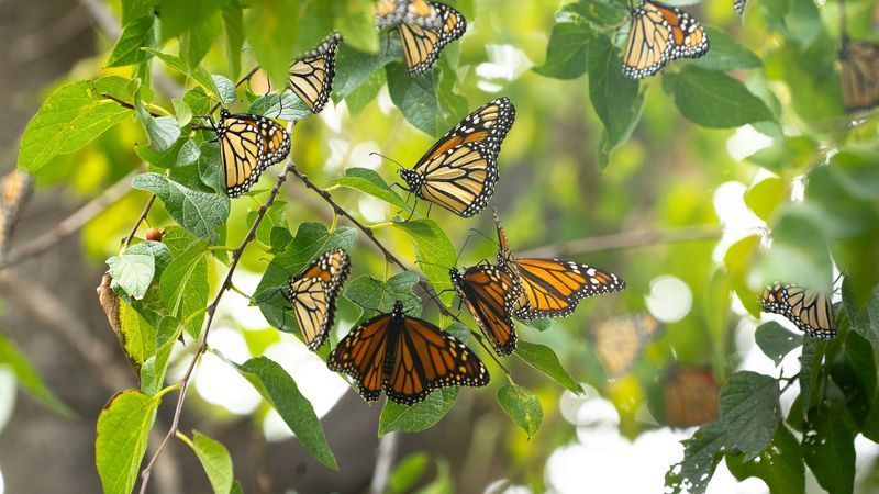 Monarch butterflies stop at Abilene Zoo during fall migration(Abilene Zoo)