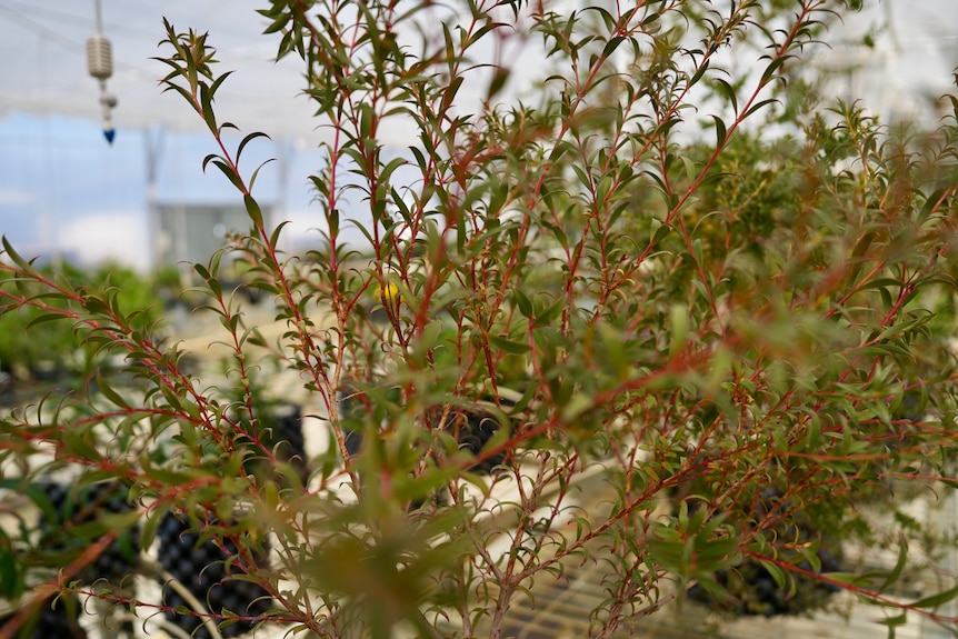 A close up of a gum tree being grown.