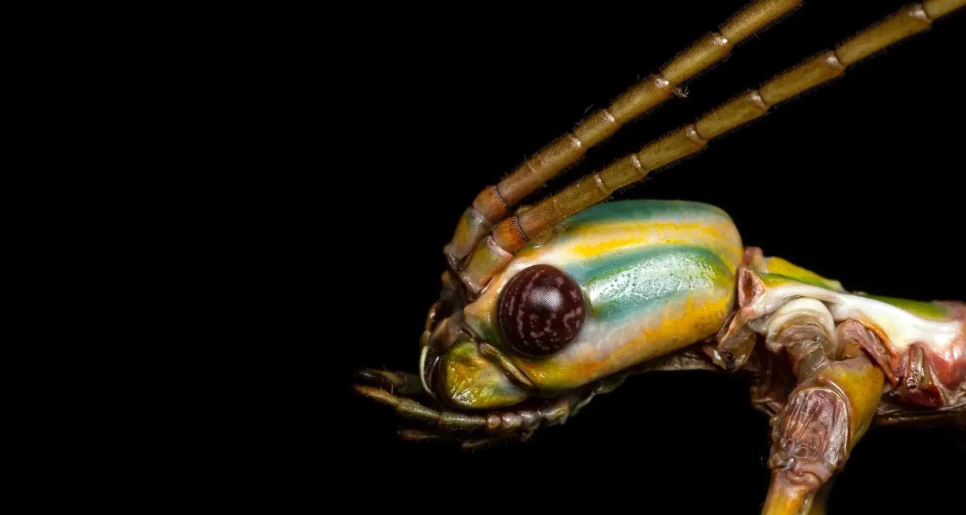 This giant stick insect fooled scientists for decades