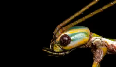 This giant stick insect fooled scientists for decades