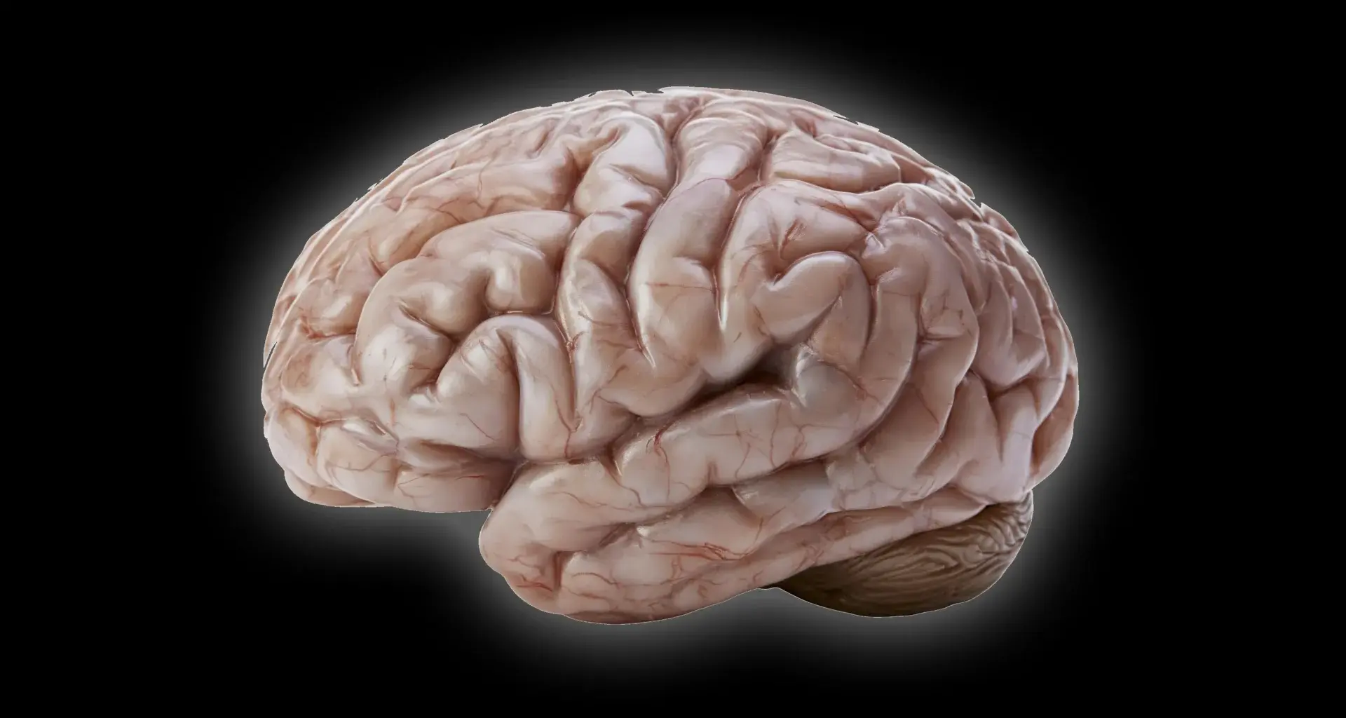 Scientists discover a surprising secret behind the human brain’s wrinkles