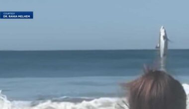 'It happened so fast': Great white shark surprises beachgoers in Marina