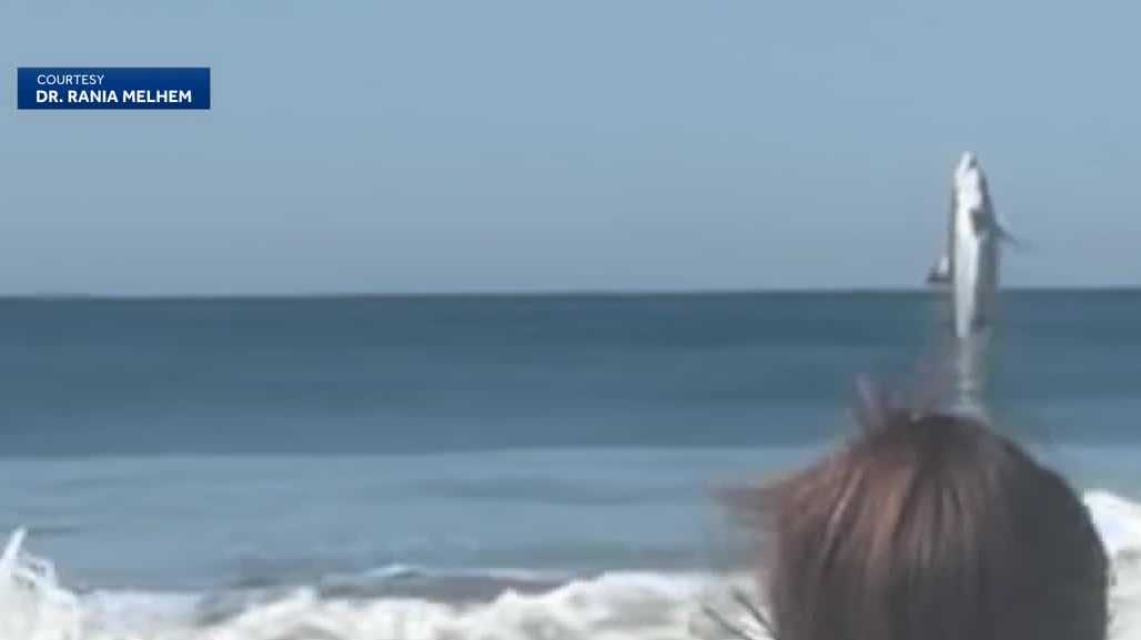 'It happened so fast': Great white shark surprises beachgoers in Marina