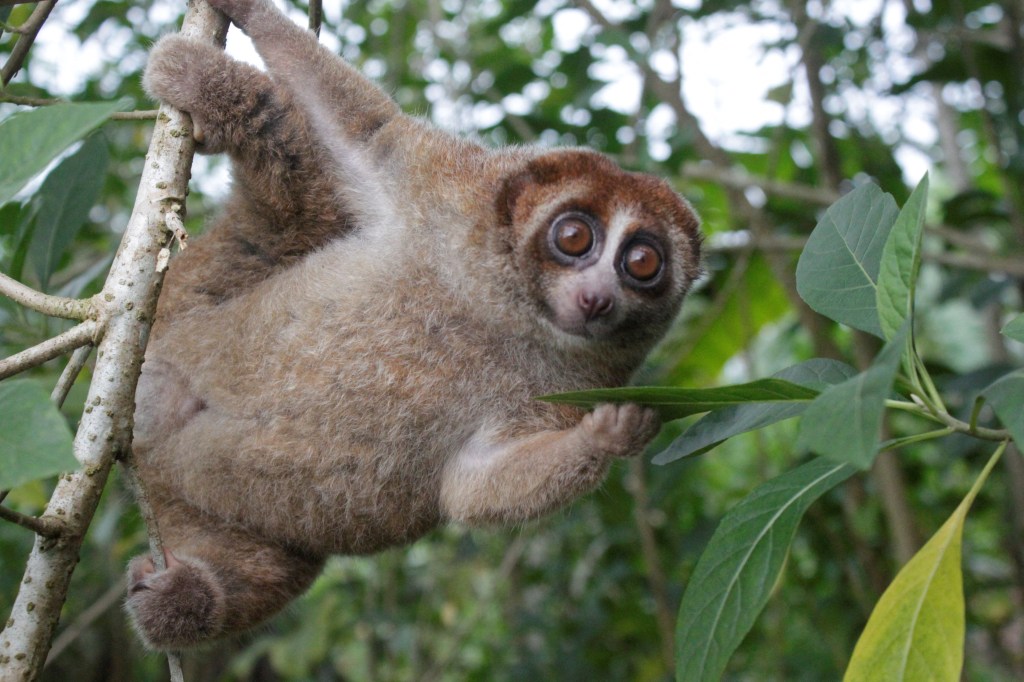Slow loris.