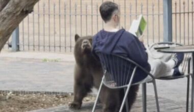 Bear wanders up to man reading book in Colorado mountain town: "Gave me a sniff, moved on"