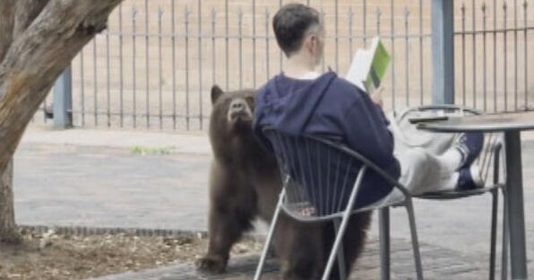 bear-on-a-stroll-in-aspen-10vo-transfer-frame-183-copy.jpg
