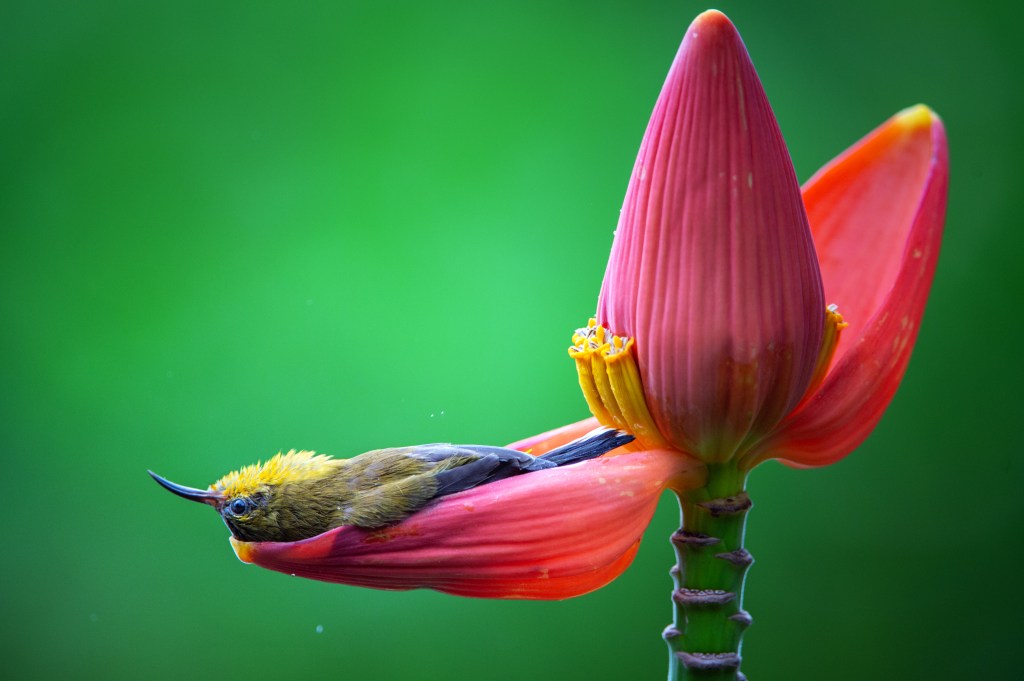 bird bath, comedy wildlife awards, nature photography, 