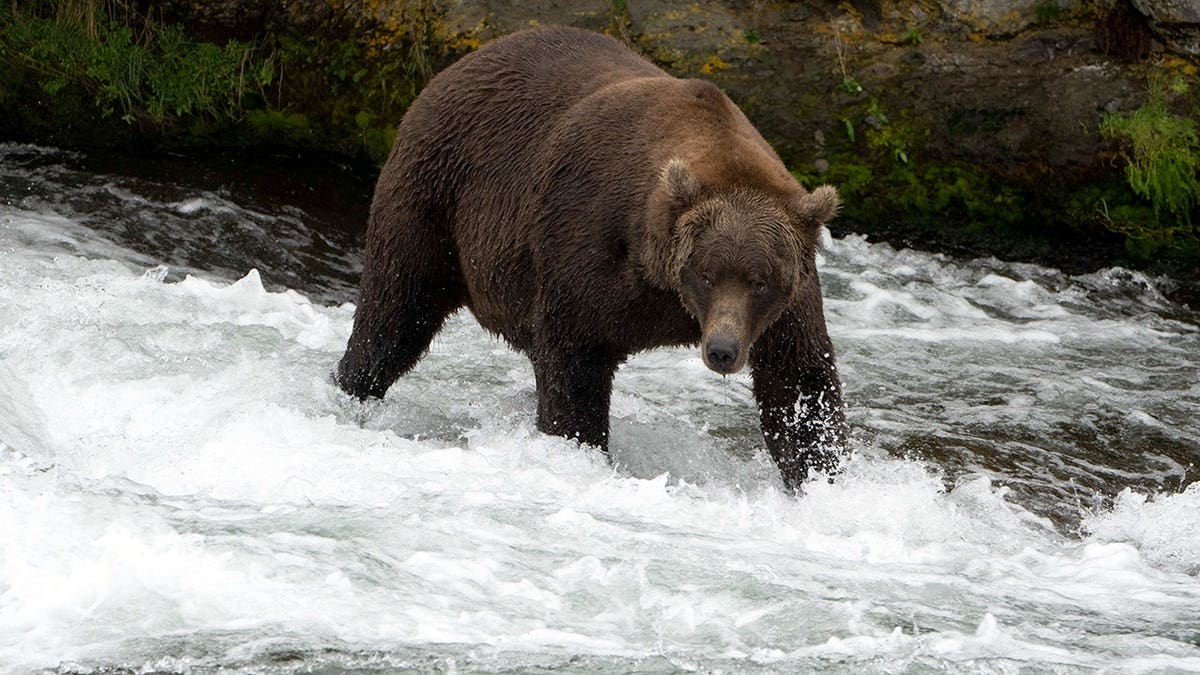 Brown bear stands in river hunting for salmon