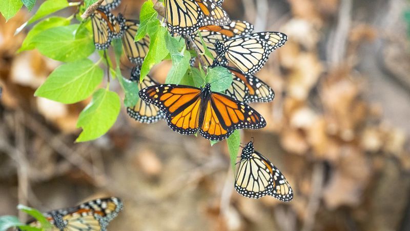 Monarch butterflies stop at Abilene Zoo during fall migration(Abilene Zoo)