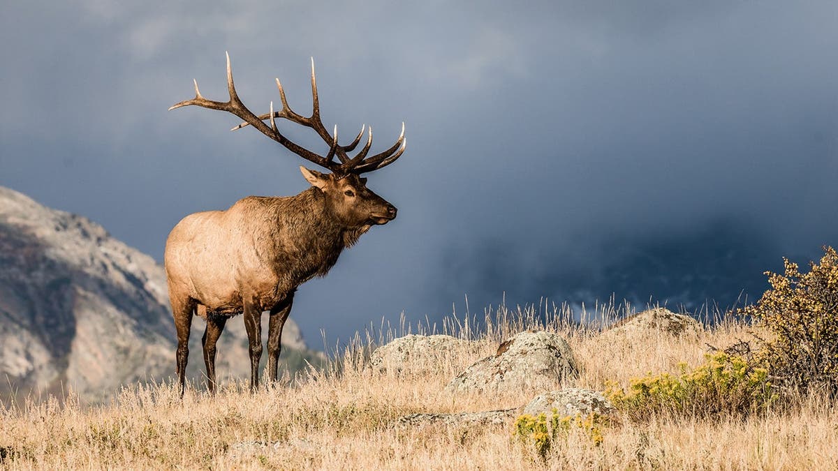 Bull elk stands in Colorado during rutting season.