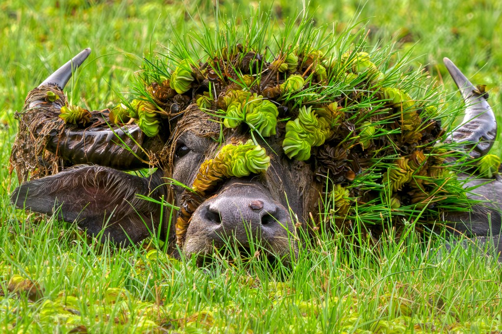 water buffalo, comedy wildlife awards, nature photography,