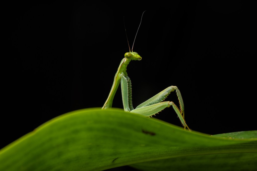 comedy wildlife awards, nature photography, mantis, 