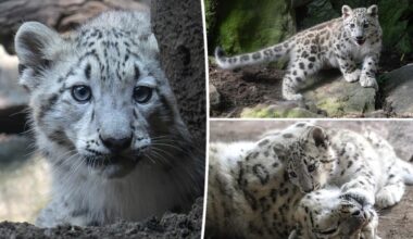 Bronx Zoo welcomes adorable snow leopard cub threatened by extinction
