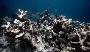 Stanford Just Figured Out How to Lead Dying Coral Reefs to a ‘Fast and Full Recovery’