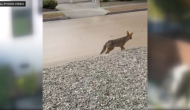 Coyote euthanized after child is injured during interaction in Atwater Village