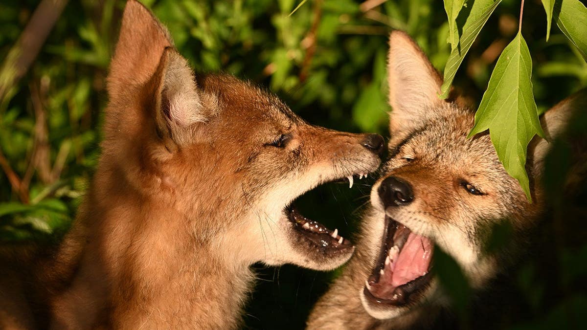 Two young coyote cubs play fighting in a spring meadow near a forest edge.