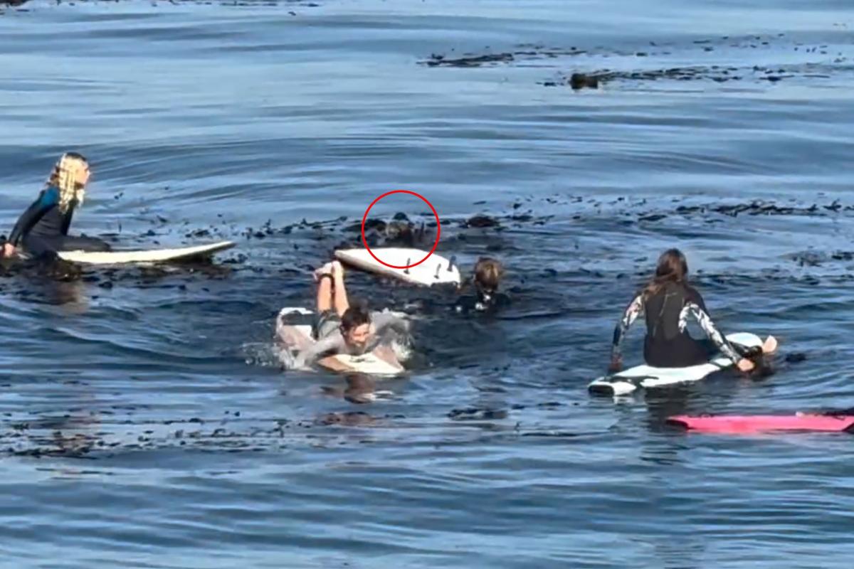 Otter gets in tense standoff with young surfers off California coast