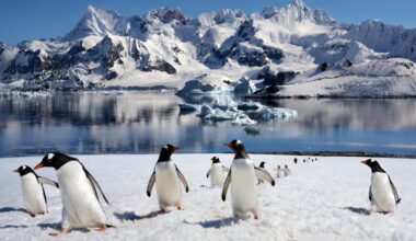 Penguin poop could be accelerating Antarctic decline: Study