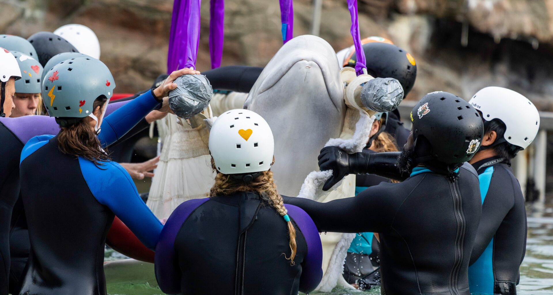 Fourth rescued beluga whale dies at Shedd, aquarium announces