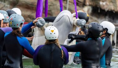 Fourth rescued beluga whale dies at Shedd, aquarium announces