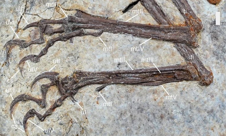 Close-up view of the fossilised hind limbs of Norellraptor barsboldi.