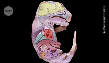 How to build a mouse: embryo development captured in stunning detail
