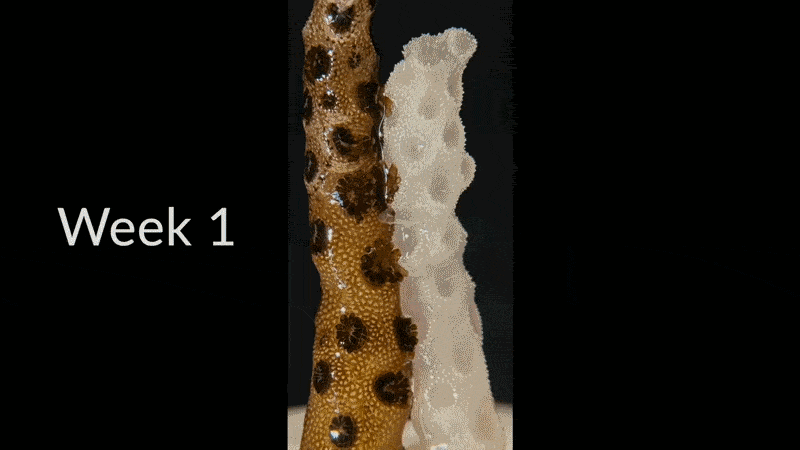 Short video sequence showing the fusion of a healthy coral and a bleached coral in a laboratory set-up over 9 weeks.