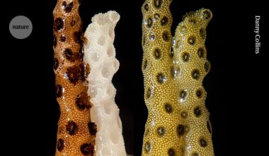‘Incredible’: bleached corals thrive within days when touching healthy neighbour