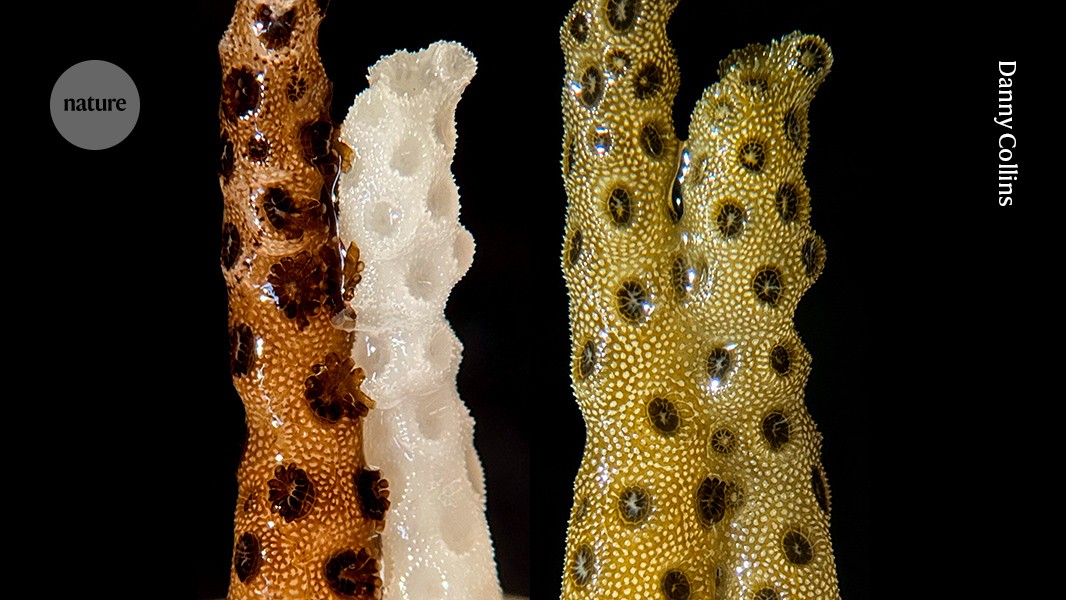 ‘Incredible’: bleached corals thrive within days when touching healthy neighbour