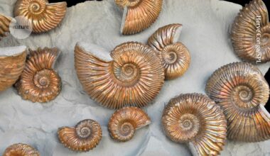 Vast new fossil record challenges story of Earth’s ‘big five’ mass extinctions