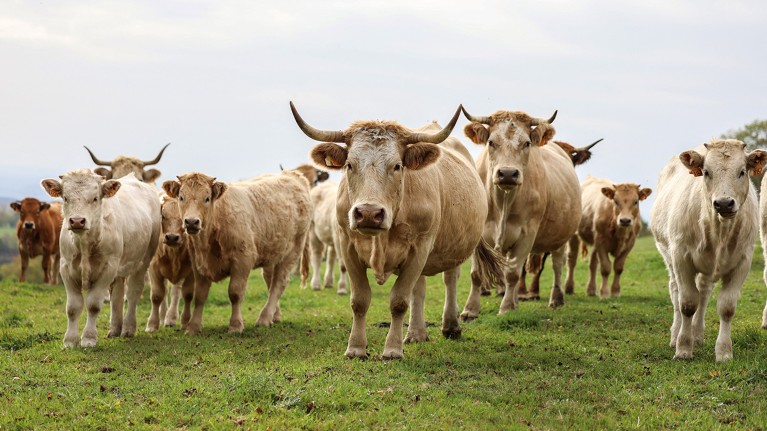 A herd of Aubrac breed cattle looking directly at the camera while standing in a green field.