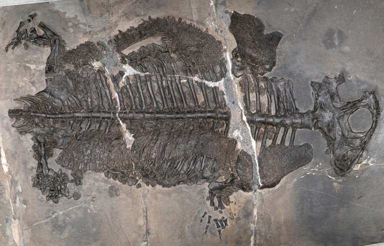 Full body, well-preserved fossilised remains of the marine amphibian, seen from above on a flat surface. The head, legs and spinal column are clearly visible.