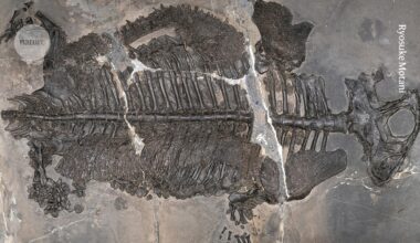 Evolutionary ‘game-changer’: weird armoured amphibian lived in ancient seas