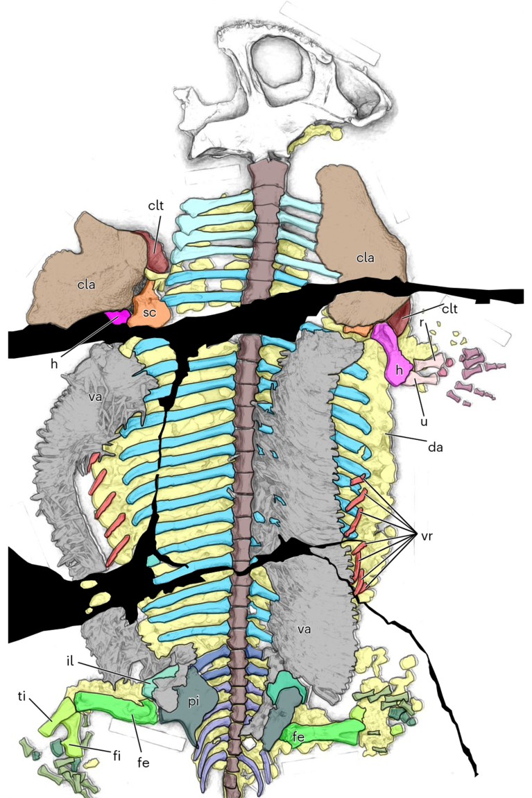 Digitized view of the fossil, colour-coded on the basis of skeletal parts.