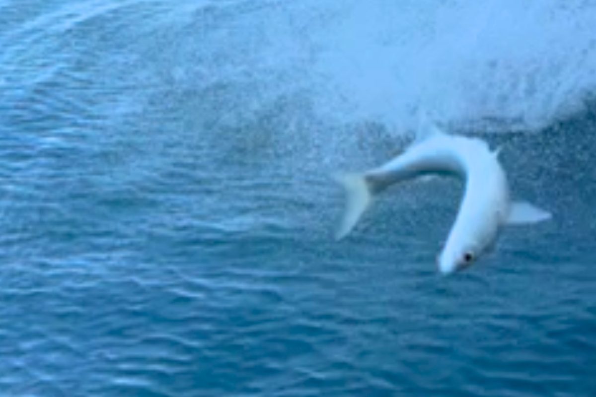 Dolphin throws fish