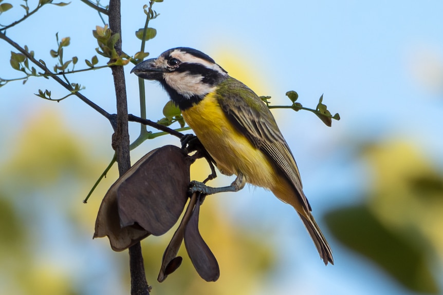 A northern shriketit resting on a leaf, it has yellow feathers with green hues, black-and-white stripes and a large dark beak.