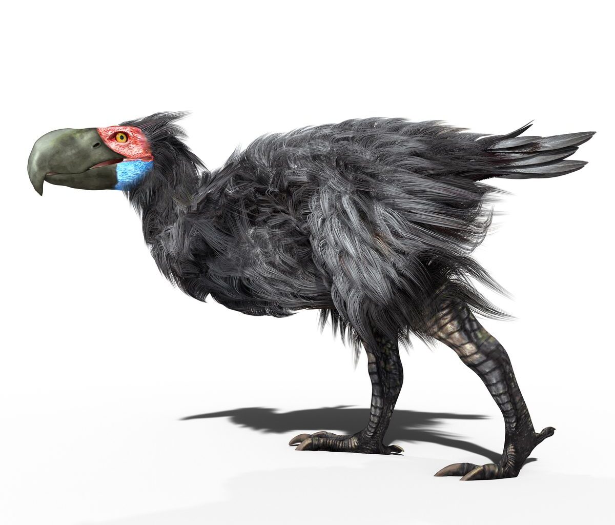 Illustration of a Gastornis on a white background.