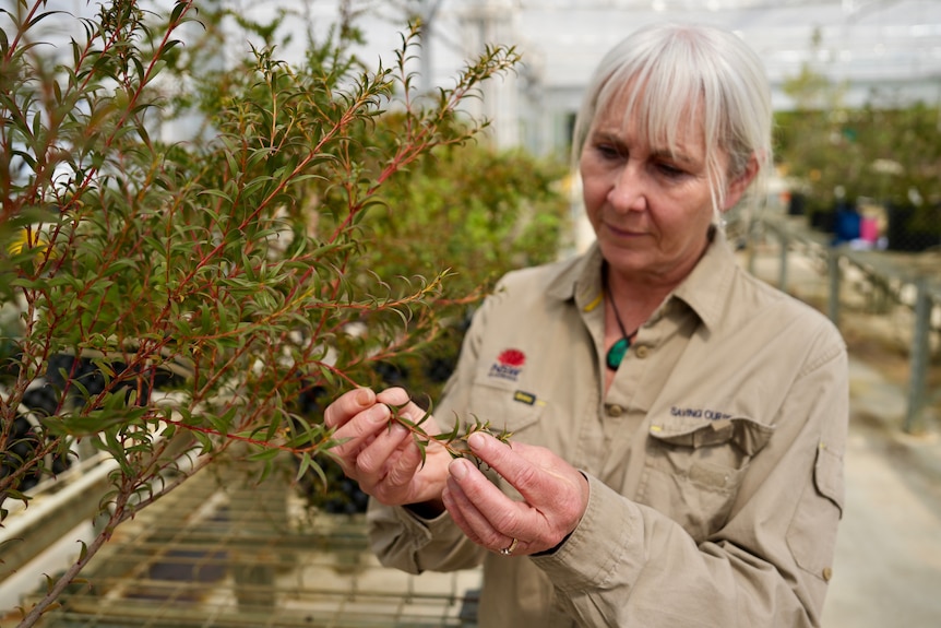 A professional with a small tree grown by conservationists
