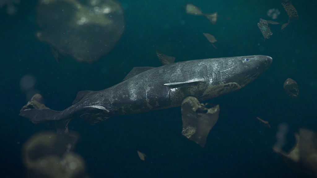 Illustration of a rare Greenland shark surrounded by plastic pollution in the ocean.