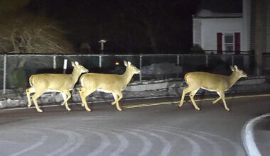 NJ drivers warned about an increase in horny deer on the prowl