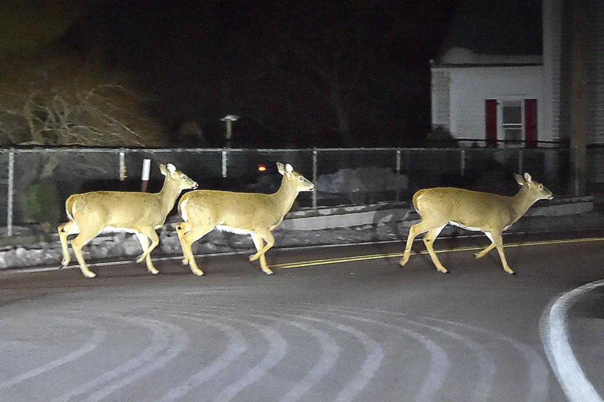 NJ drivers warned about an increase in horny deer on the prowl